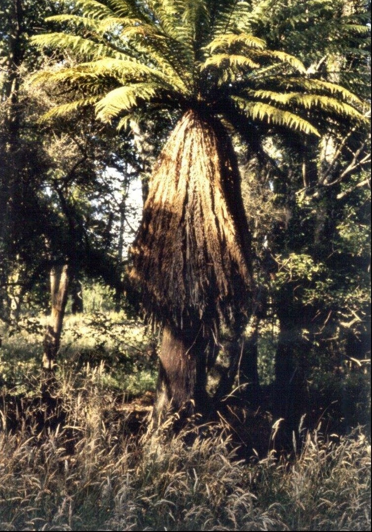 Dicksonia Species, Golden Tree-Fern, Kuripaka, Woolly Tree Fern