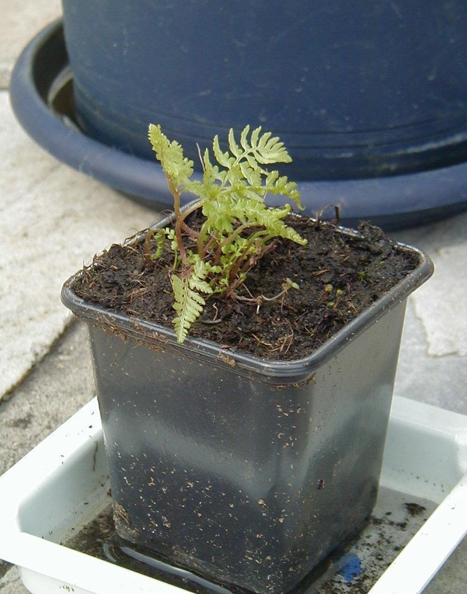 Red Japanese Painted Fern Ursulas Red