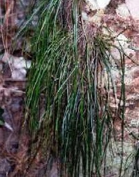 Shoestring Fern, Grass Fern, Beard Fern
