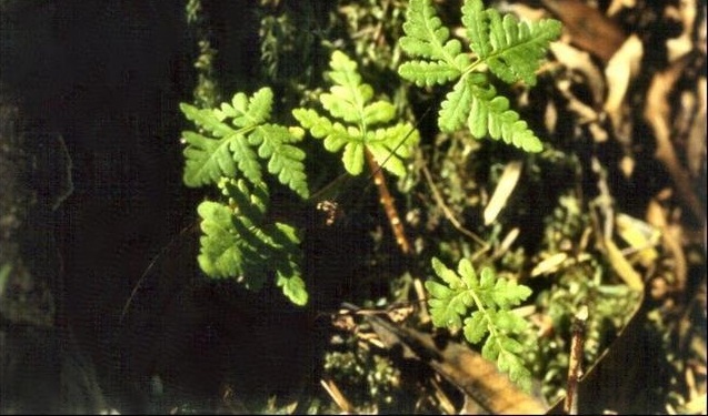 Goldback Fern