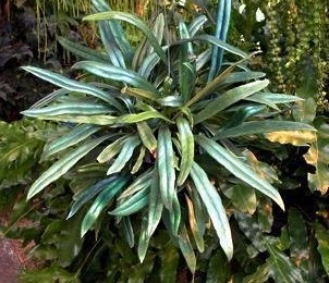 Microsorum Species, Blue Fern, Strap Fern
