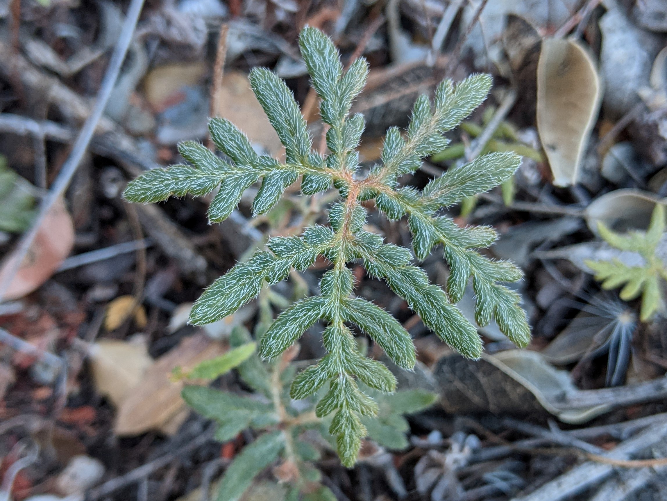 Underwood Copper Fern