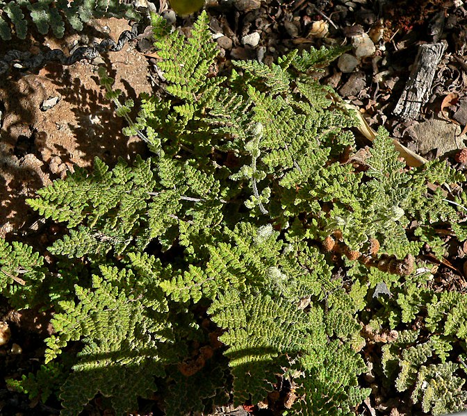 Myriopteris Species, Slender Lip Fern