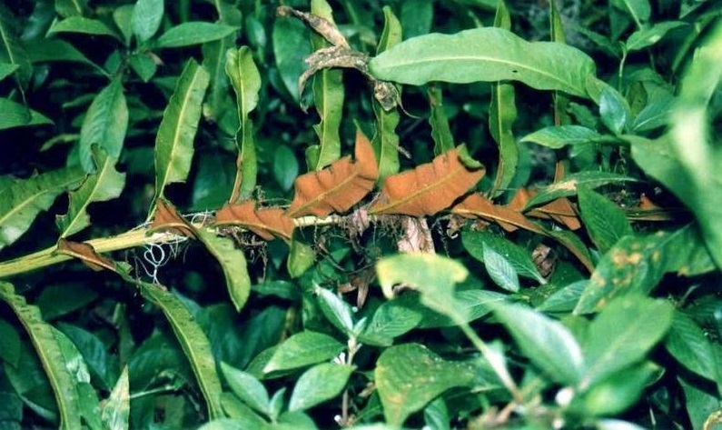 Giant Leather Fern, Giant Fern, Inland Leather Fern