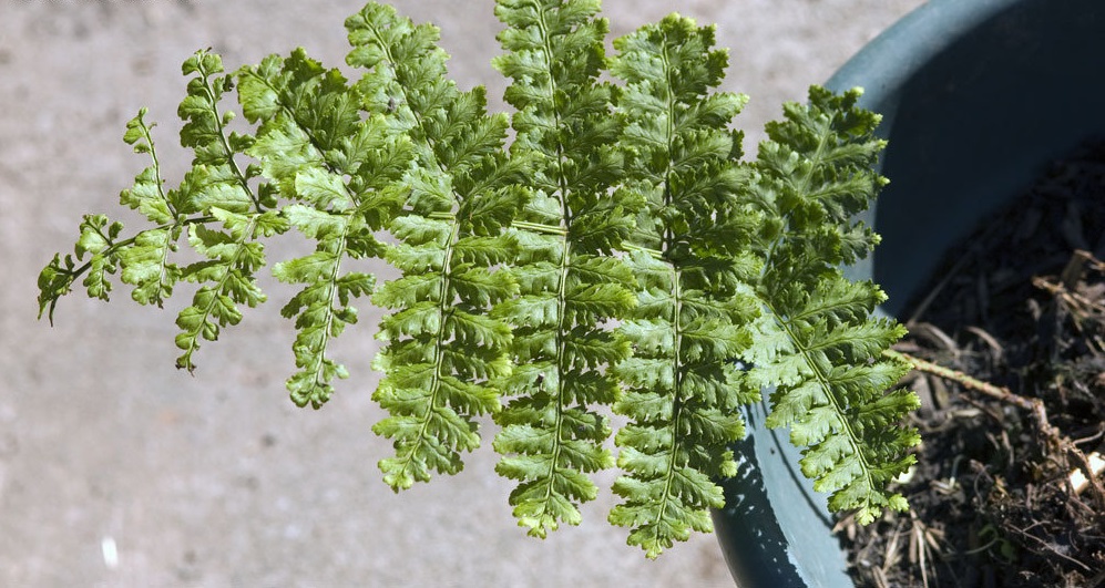Spinulose Woodfern, Narrow Buckler Fern, Toothed Wood Fern