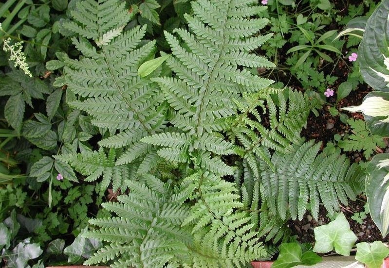 Dryopteris Species, Crown Wood-Fern, Thick-Stemmed Wood Fern