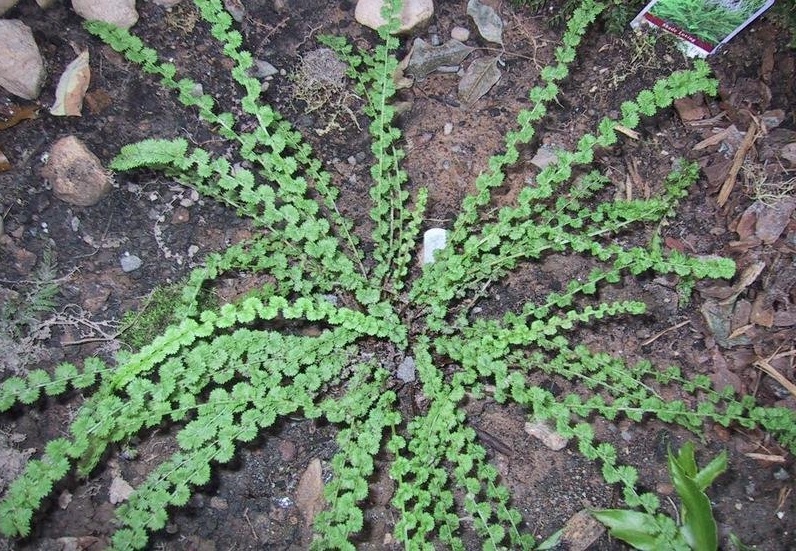 Athyrium Species, Lady Fern, Tatting Fern Frizelliae