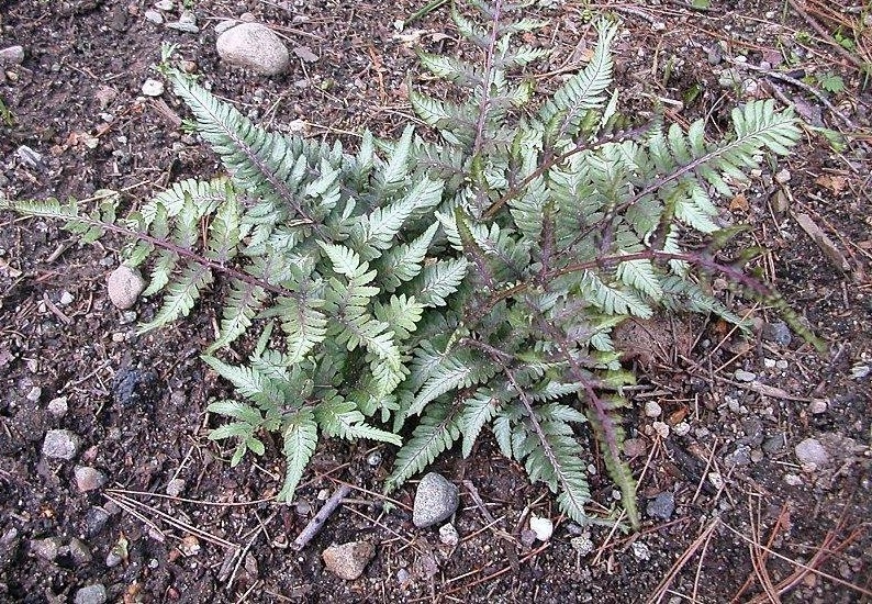 Japanese Painted Fern Applecourt