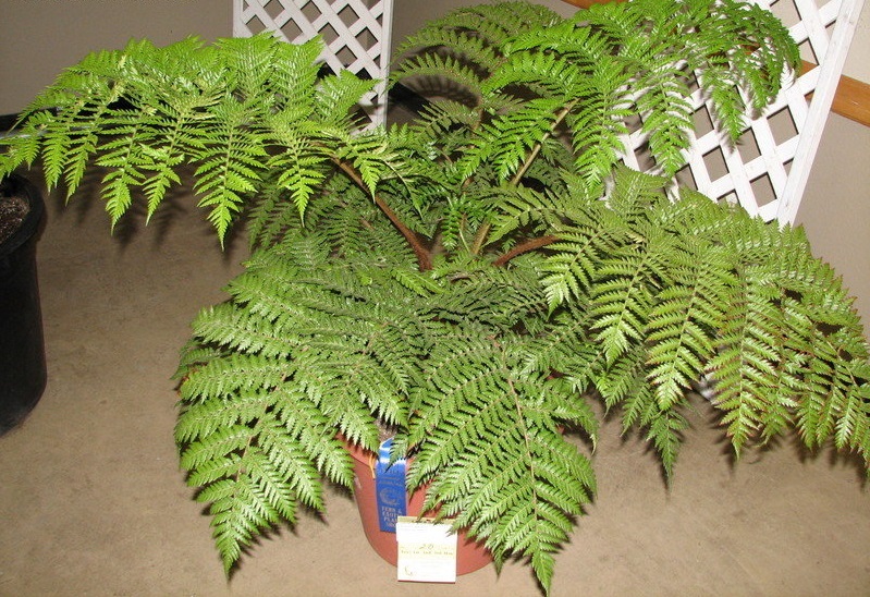 Dicksonia Species, Tree Fern