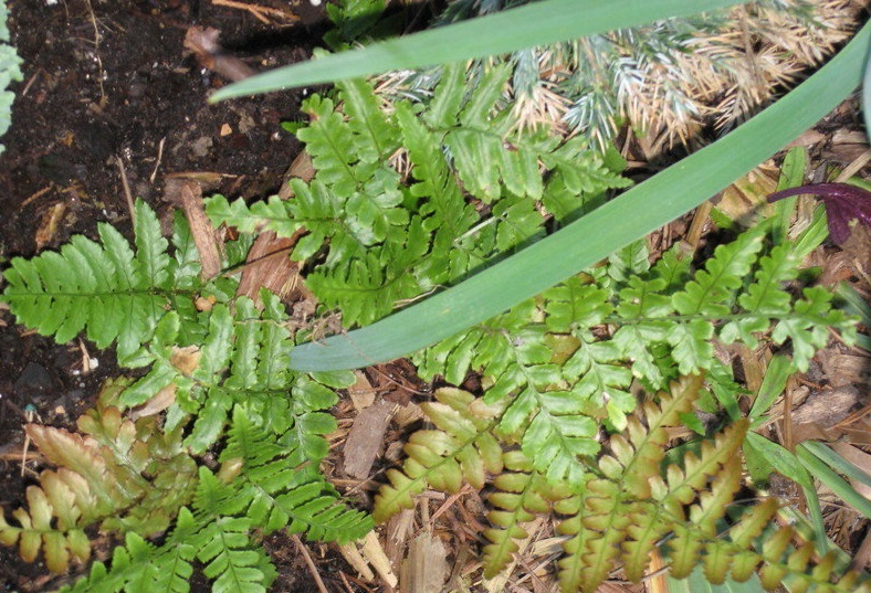 Florida Shield Fern, Southern Wood Fern