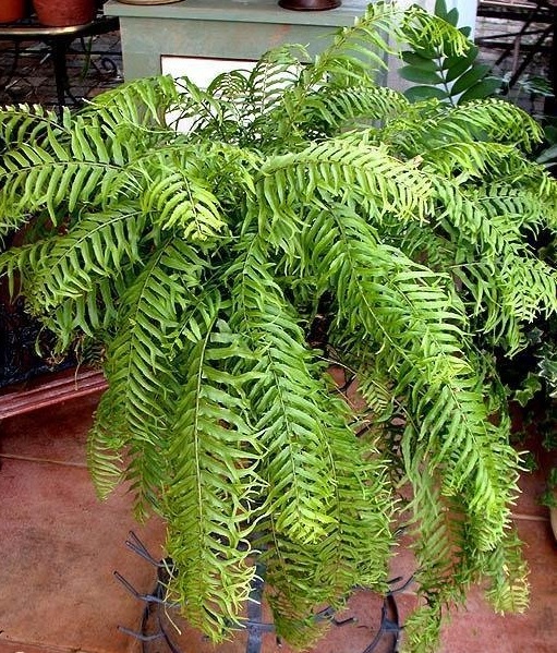 Nephrolepis, Fishtail Fern Fancy Frill