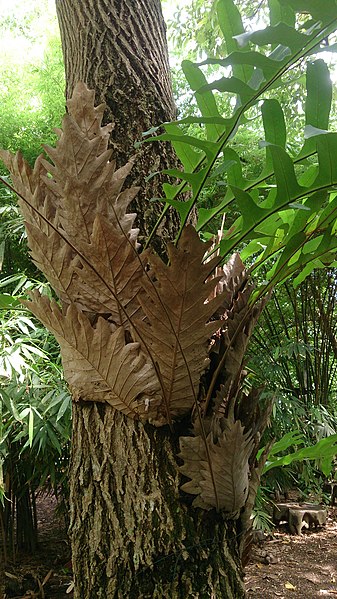 Aglaomorpha Species, Oak Leaf Basket Fern