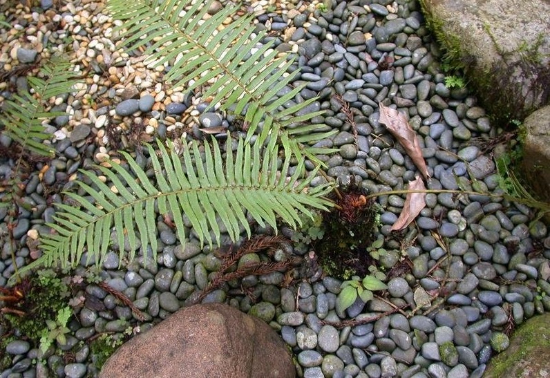 Brainea
