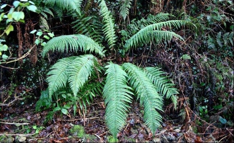 Male Fern, Shield Fern