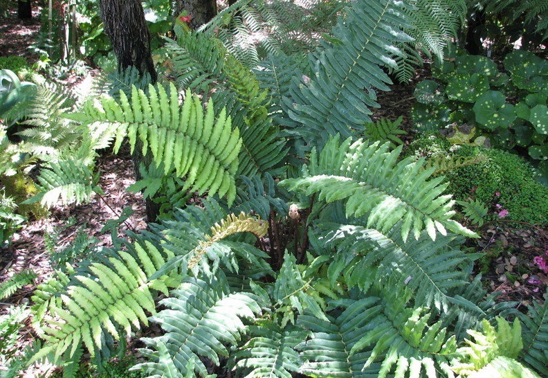 Parablechnum Species, Chilean Hard Fern, Deer Fern