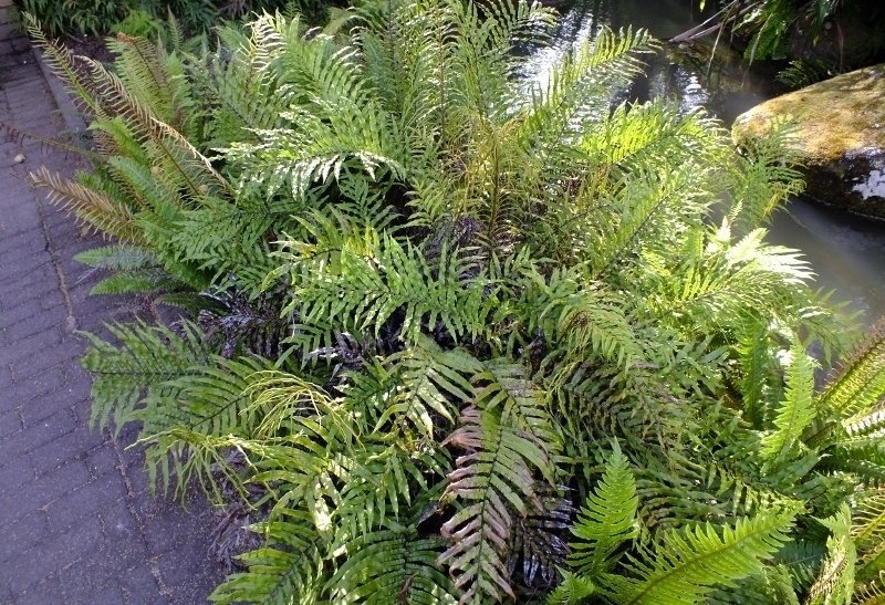 Parablechnum Species, Gully Fern, Kiokio, Palm Leaf Fern