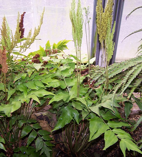 Mexican Fern
