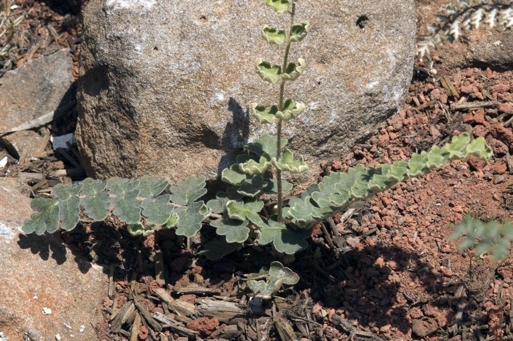 Myriopteris Species, Golden Lipfern