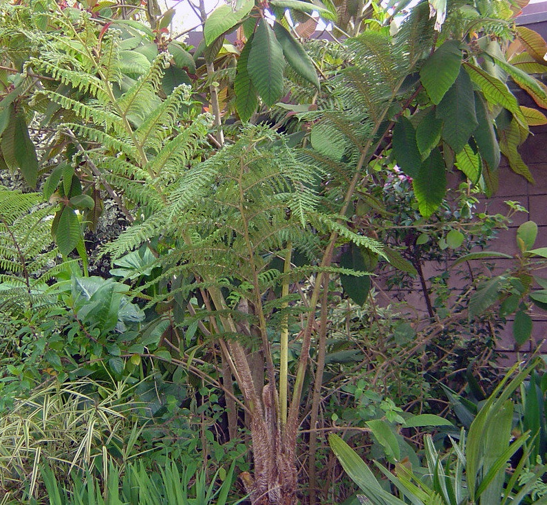 Sphaeropteris Species, Tree Fern
