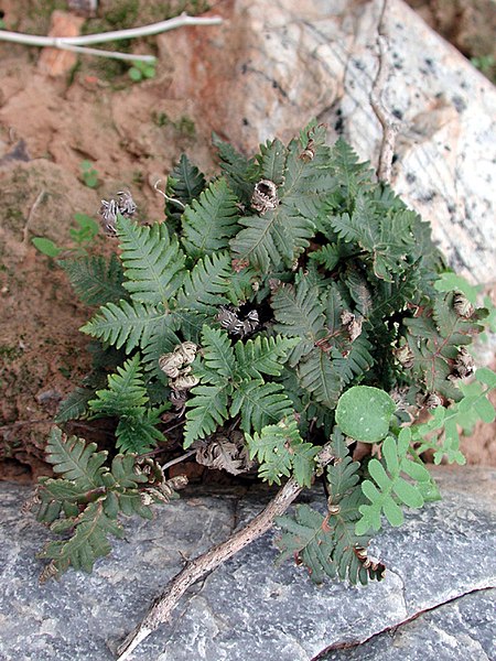 Notholaena Species, Star Cloak Fern, Standleys Cloak Fern