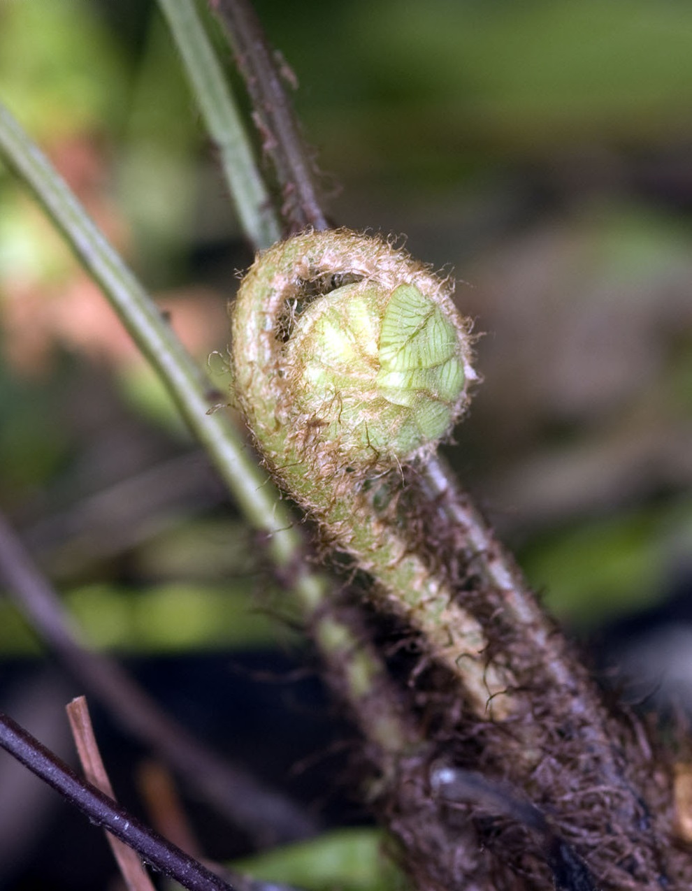 Lomaria Species, Crown Fern