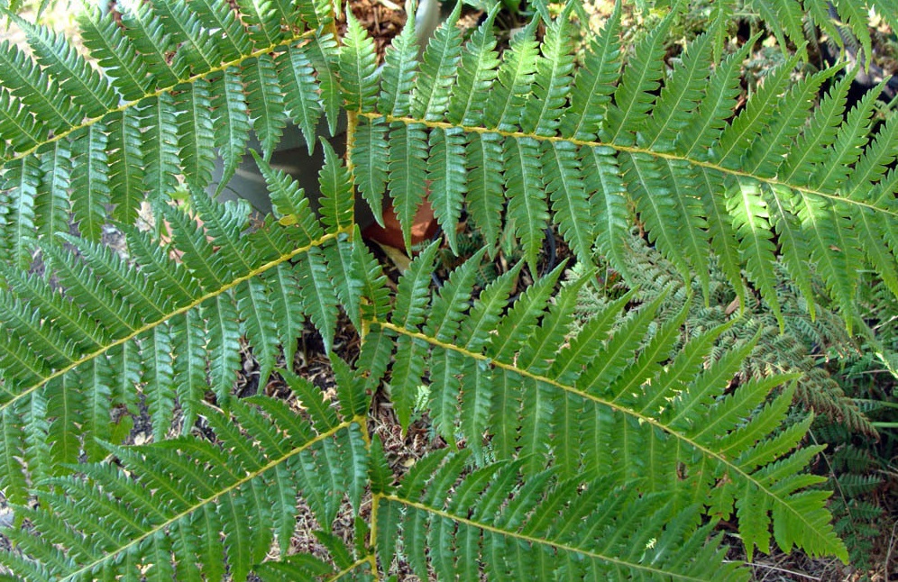 Sphaeropteris Species, Tree Fern Sphaeropteris lunulata subsp. Lunulata