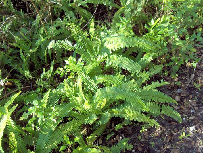 Nephrolepis, Boston Fern Bostoniensis