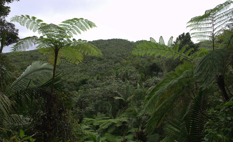 Cyathea Species, West Indian Tree Fern