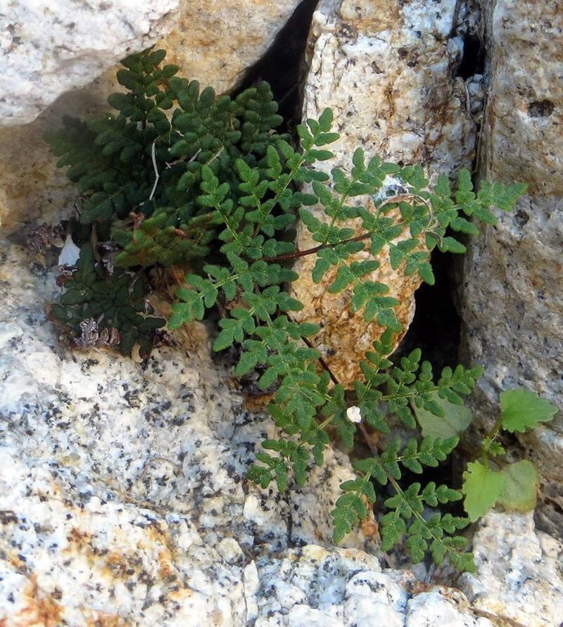 Notholaena Species, California Cloak Fern