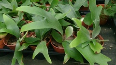 Platycerium Species, Staghorn Fern 'Platycerium alcicorne'