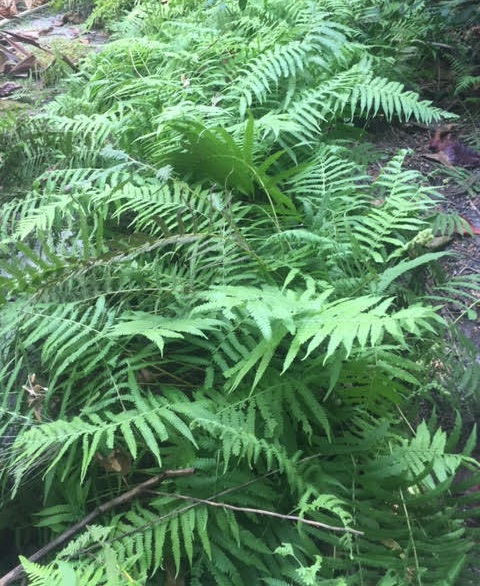 Fragile Fern