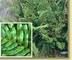 Telmatoblechnum Species, Swamp Fern