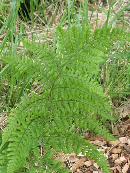 Broad Buckler Fern