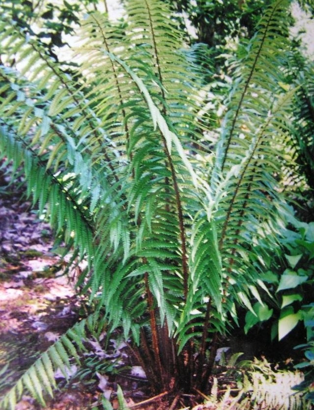 Wallichs Wood Fern, Alpine Wood Fern, Laukahi
