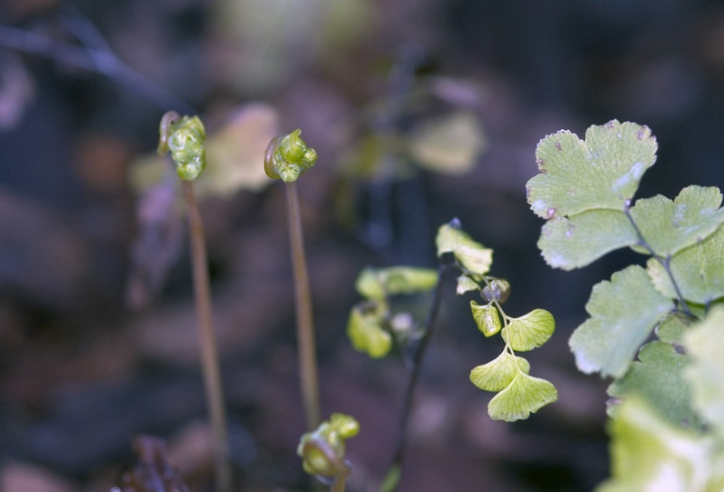 California Maidenhair Fern
