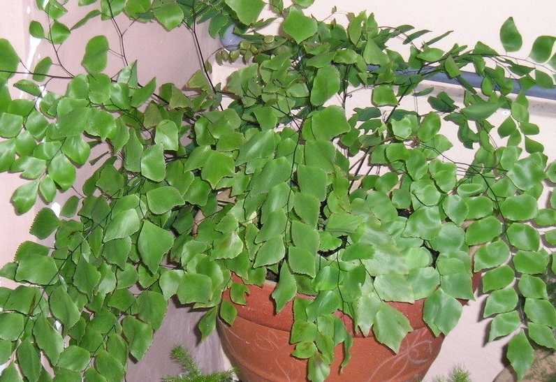 Silver Dollar Maidenhair, Peruvian Maidenhair