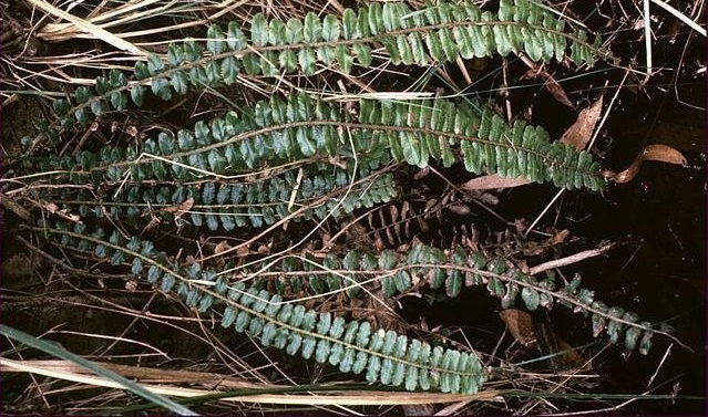 Cranfillia Species, Kiwakiwa, Ray Water-Fern