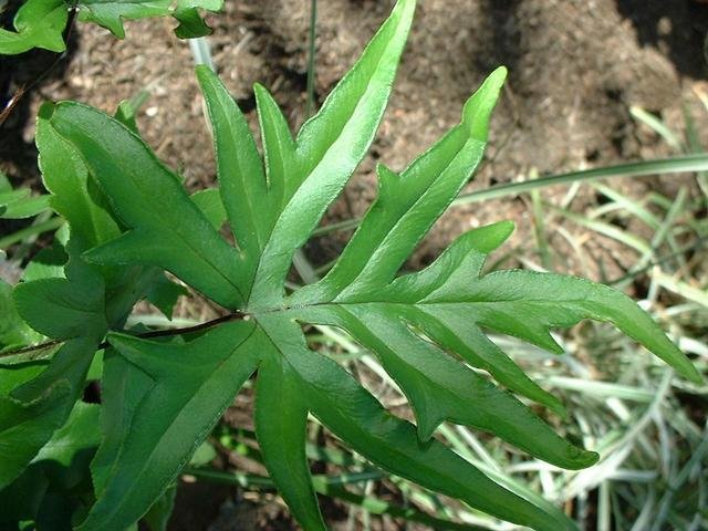 Hand Fern