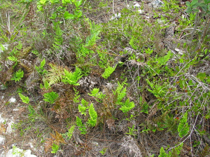 Anemia Species, Pine Fern, Pineland Fern