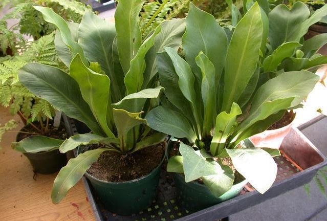 Asplenium Species, Dwarf Birds Nest Fern