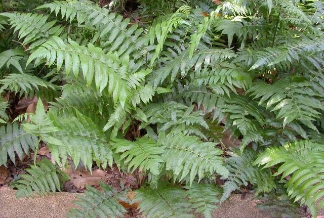 Lomariocycas Species, Table Mountain Fern