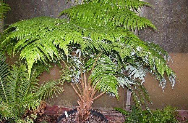 Cibotium Species, Hapuu, Hawaiian Tree Fern, Man Fern