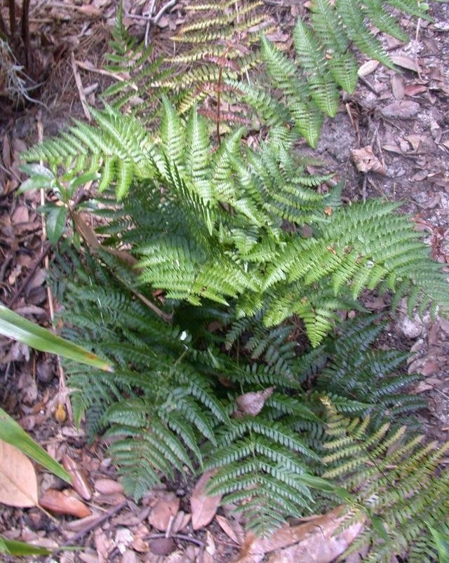 Shield Fern, Hondo Fern