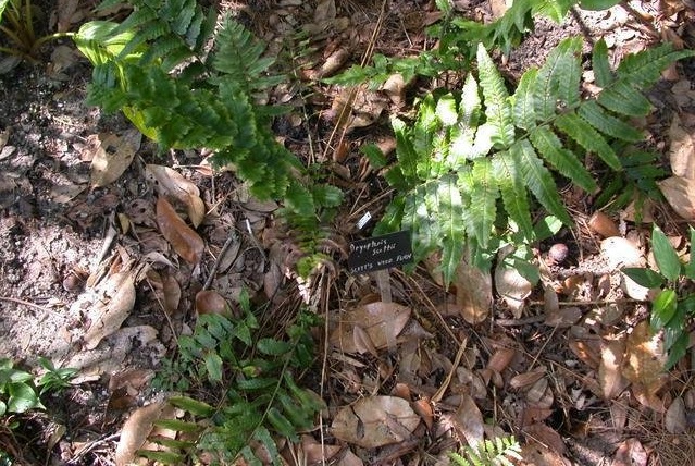 Scotts Wood Fern