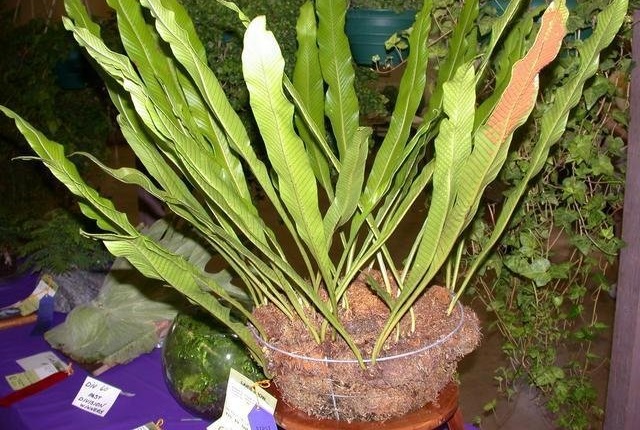 Niphidium Species, Graceful Fern