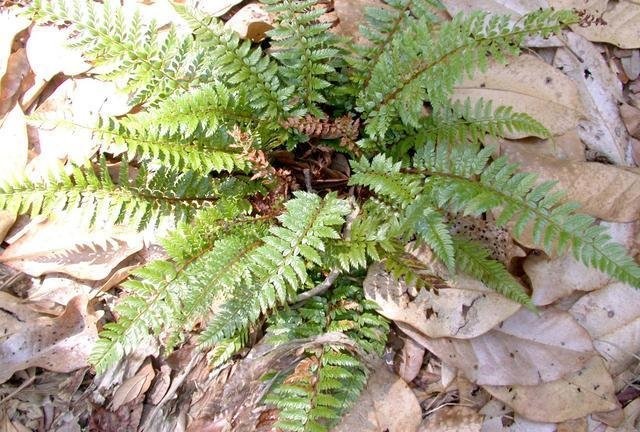 Long-eared Holly Fern, Asian Sabre Fern