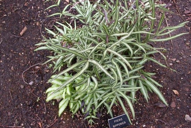 Fern