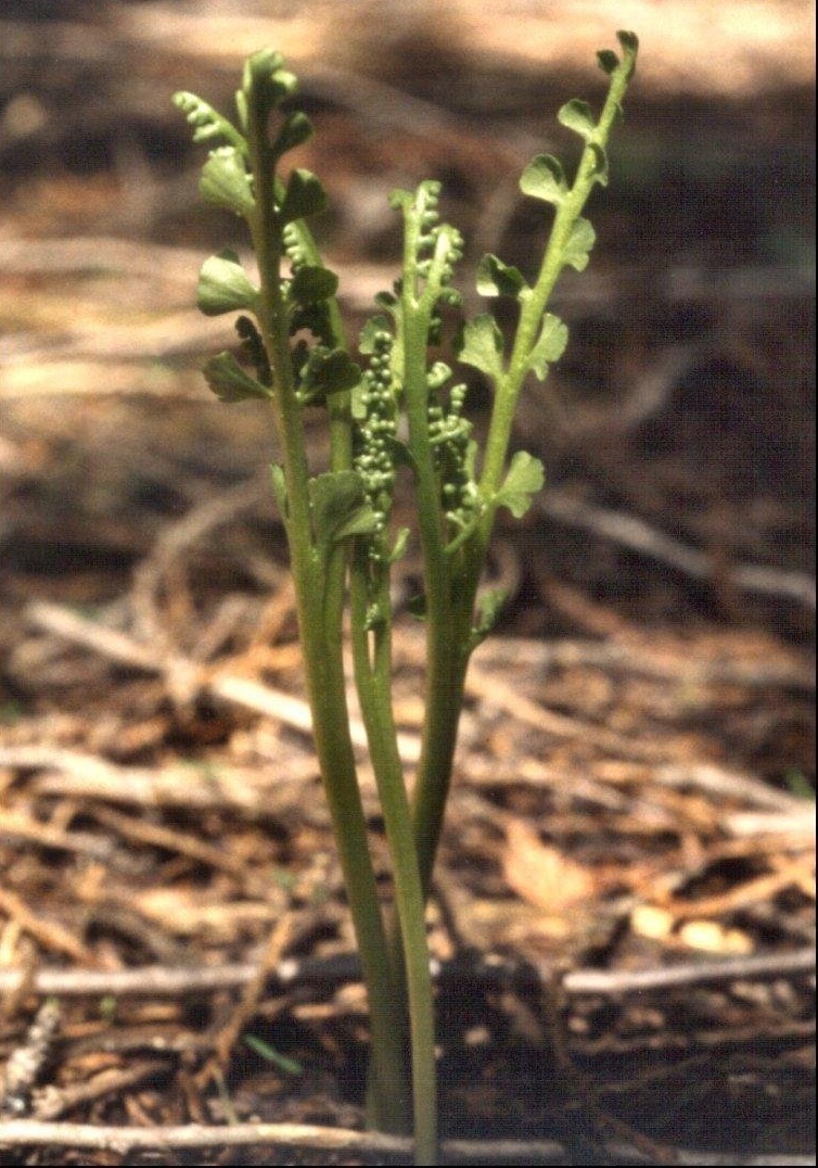 Botrychium Species, Common Moonwort, Moonwort Grape-Fern