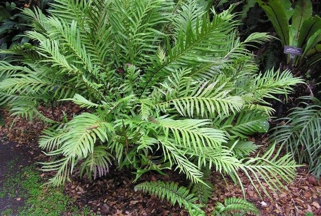 Oceaniopteris Species, Brazilian Tree Fern