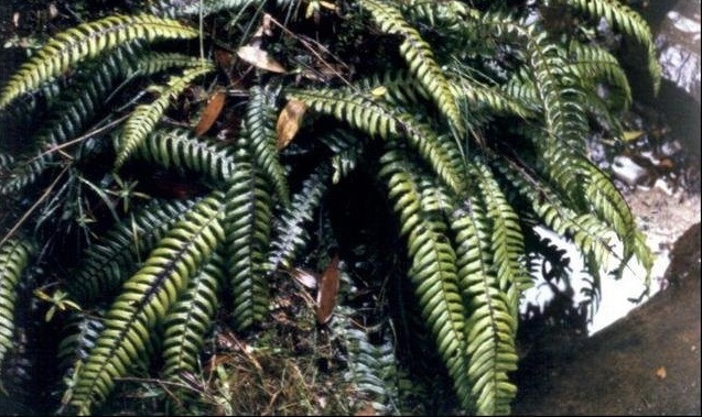 Austroblechnum Species, Lance Water Fern